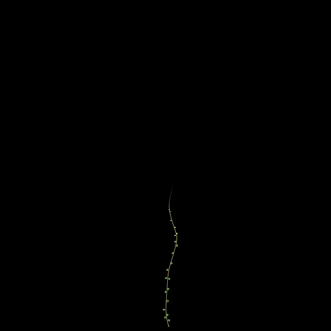A single yellow-green stem with small leaves